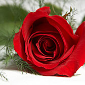 Red Rose